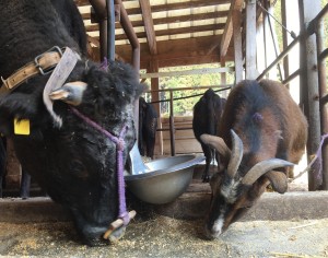 口が器用な動物、ナンバーワンは誰だ！！ | 田中畜産