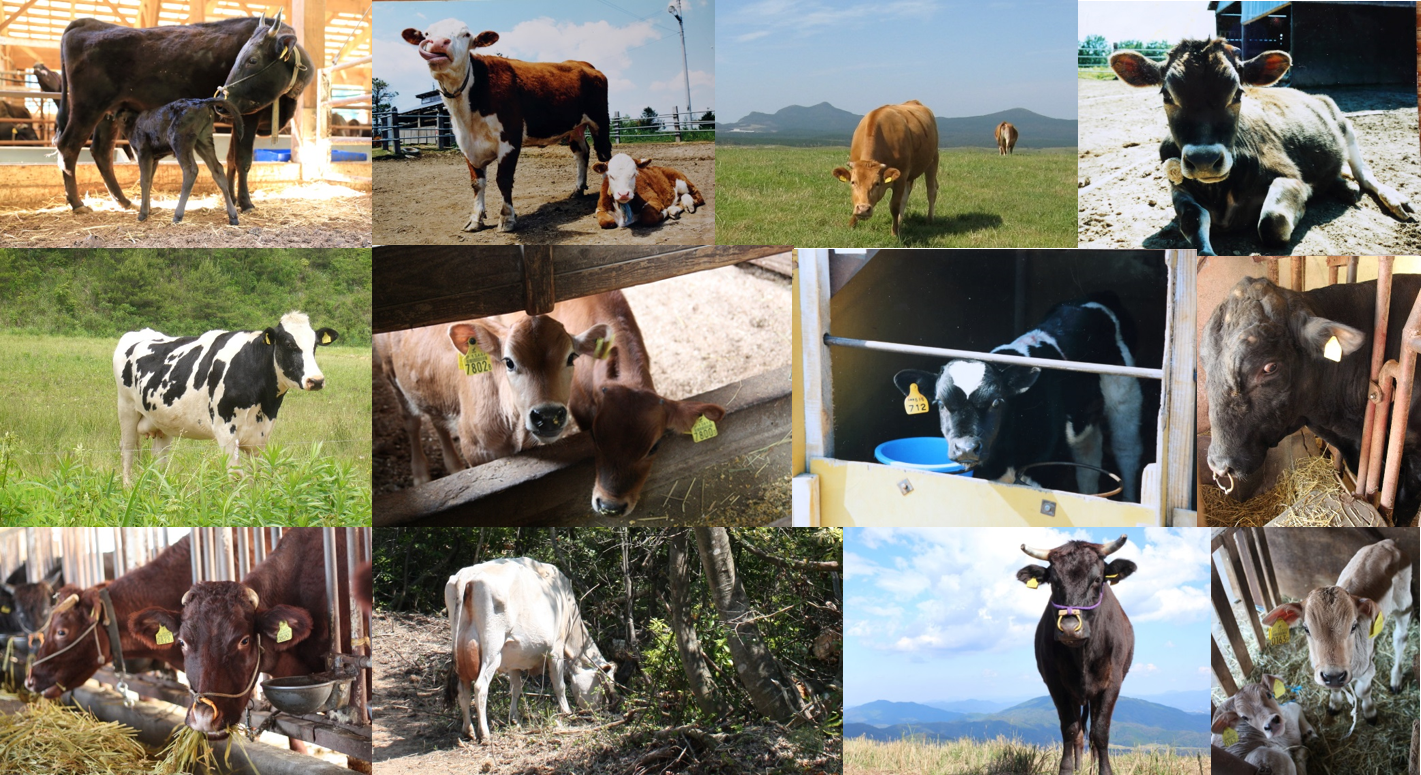 牛の種類って色々あるんです 田中畜産