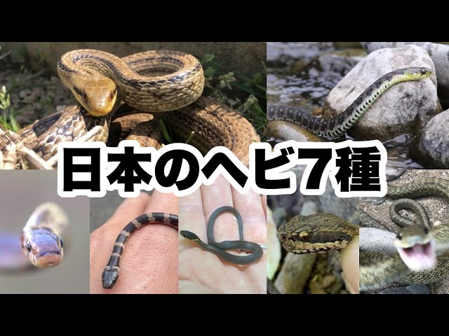日本にいる7種類のヘビを紹介します | 田中畜産
